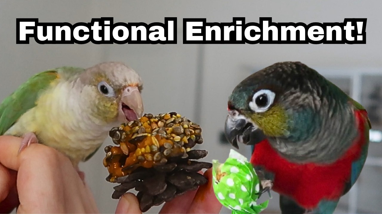 Функциональное обогащение среды обитания для домашних попугаев | BirdNerdSophie AD