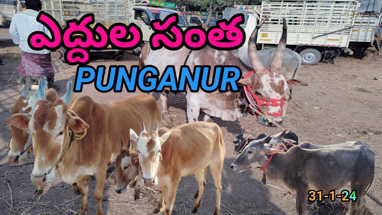పుంగనూరు Bulls Market | PUNGANUR ఎద్దుల మార్కెట్ | Mohan Crazy Vlogs