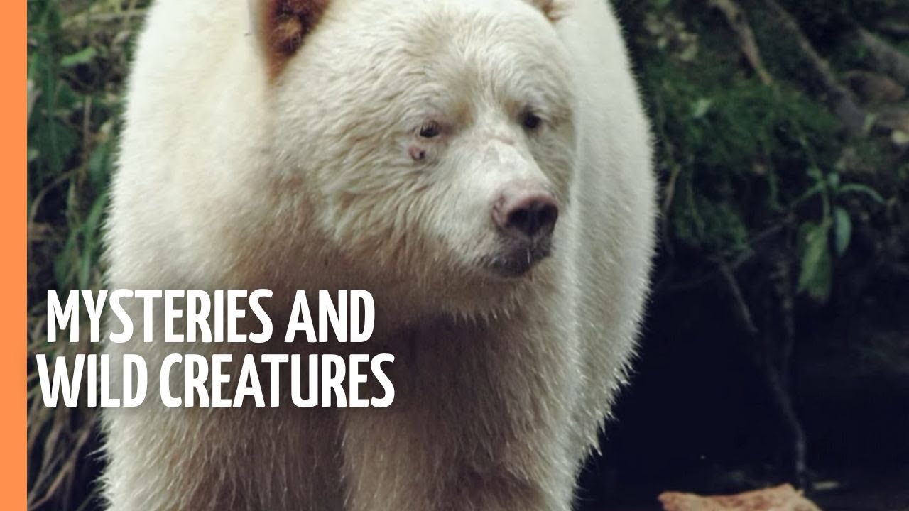 The Quest for the Spirit Bear - Mysteries and Wild Creatures | Full Documentary