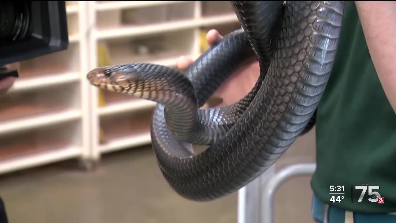Zach at the Zoo - Eastern Indigo Snake