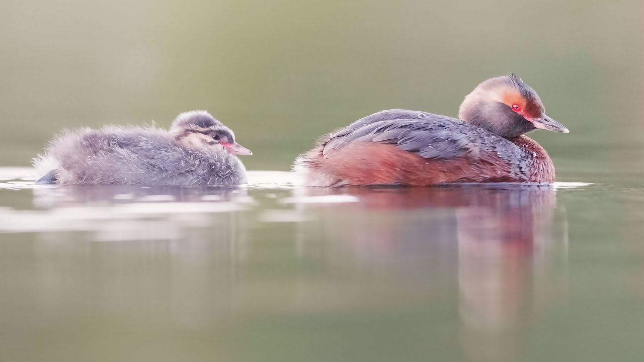 Horned / Slavonian Grebe in 4k. GH5S 240fps slowmotion