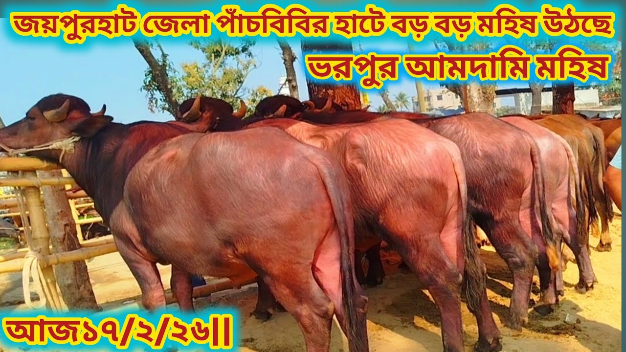 জয়পুরহাট জেলা পাঁচবিবির (গরু ও মহিষের হাট) আজ১৭/২/২০২৬ #cow #bullfarm #unfrez #cattleworld #funny ✅