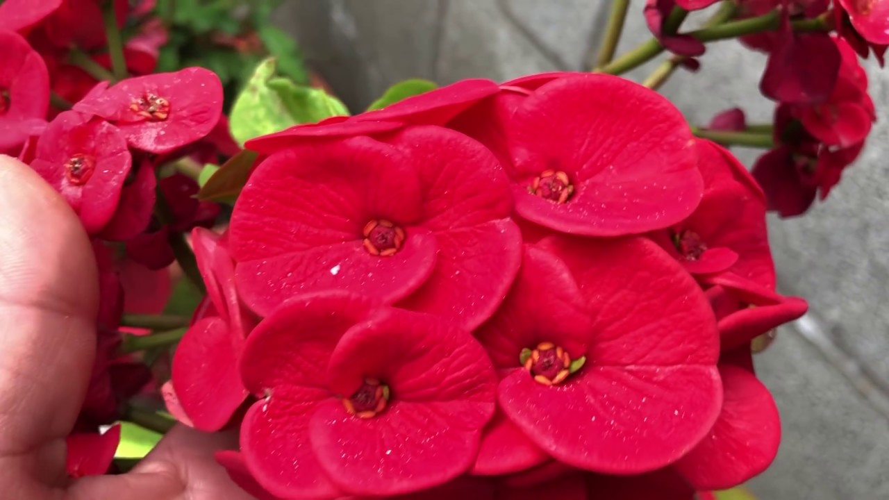 La Hermosura de Coronas de una de mis grandes Clientes