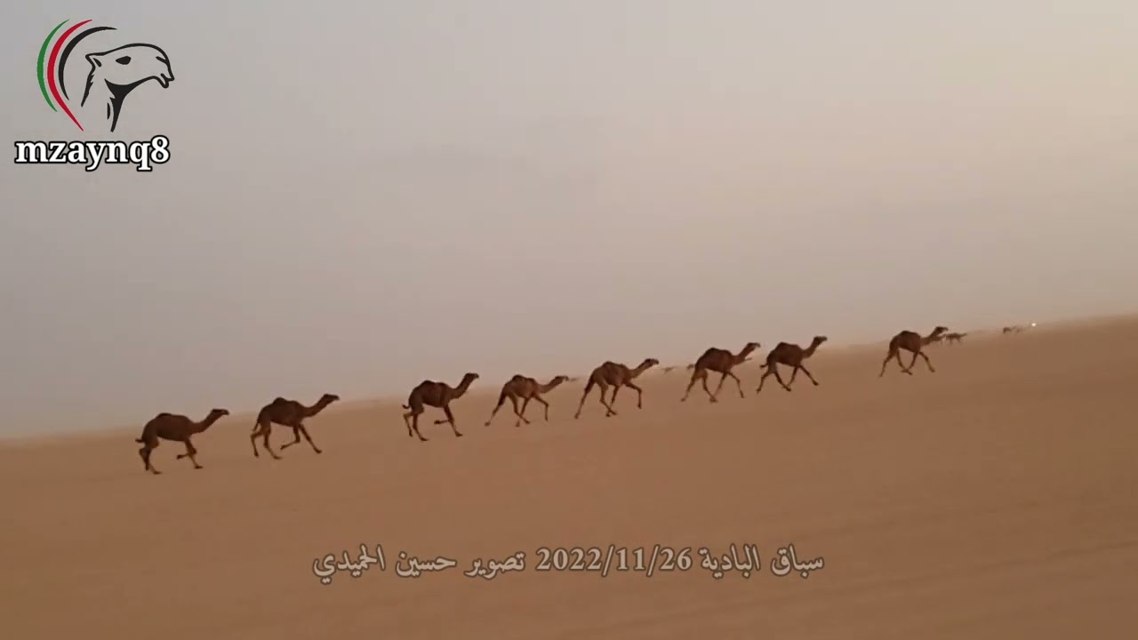 هجيج البادية 2022/11/26 تصوير حسين الحميدي