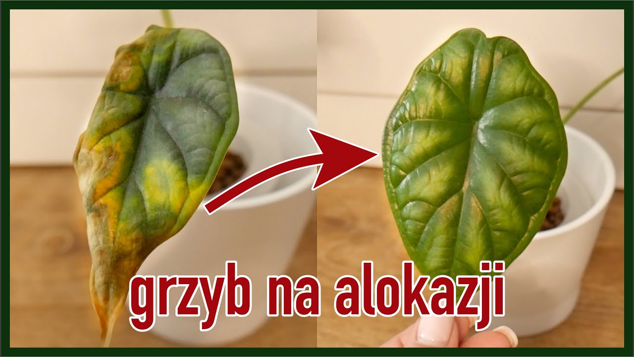 Jak zwalczyć GRZYBA na Alokazji?