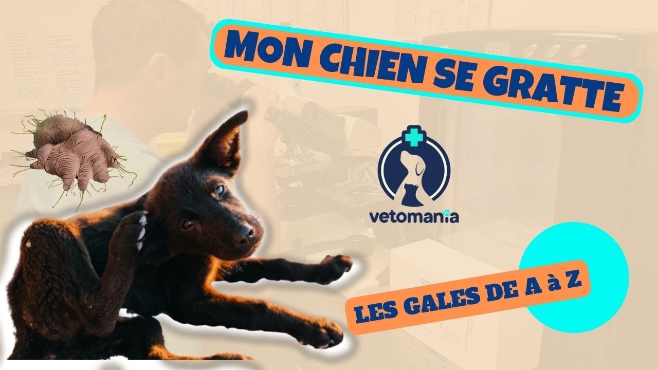 MON CHIEN SE GRATTE : LES GALES DE A à Z