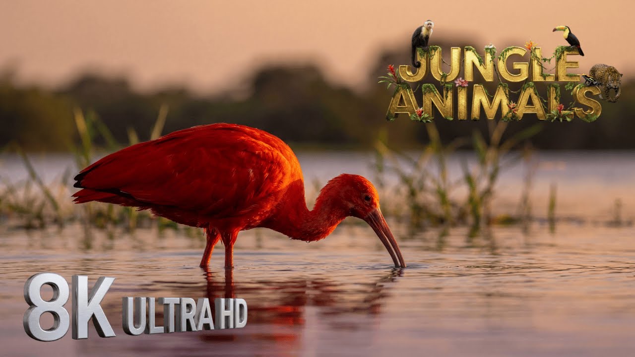 8K Wildlife Documentary – Life of Wild Animals in Ultra HD