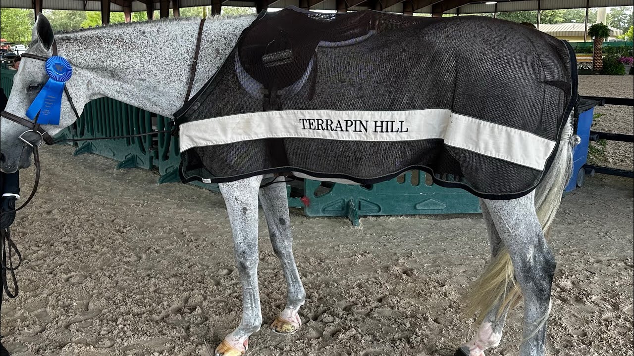 Hits Ocala- 1st place Huntseat medal Test- Riding Endgame 