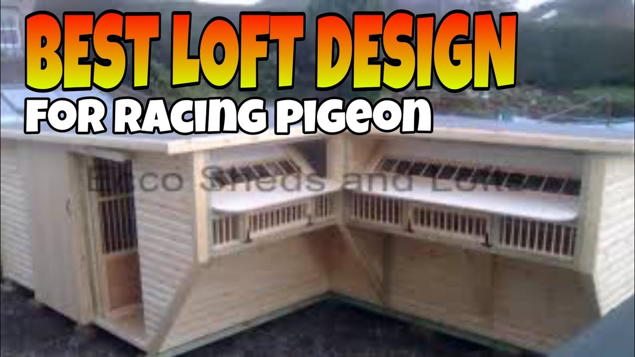 THE BEST PIGEON LOFT DESIGN