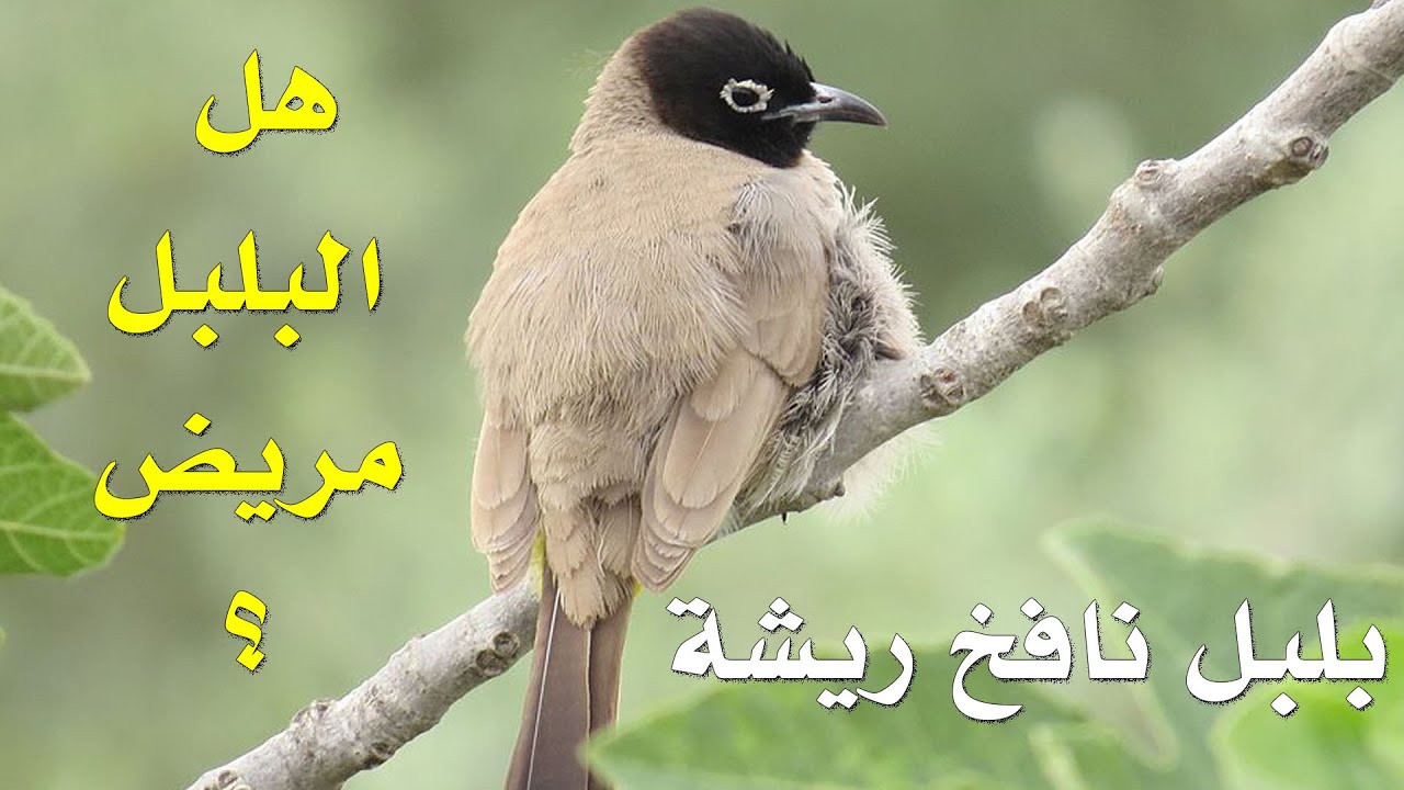 لماذا ينفش البلبل ريشة ؟