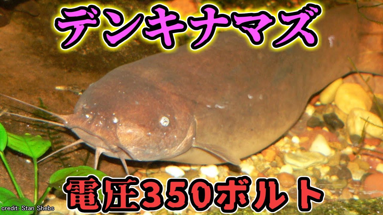 デンキナマズとはどんな生き物なのか？【ゆっくり解説】