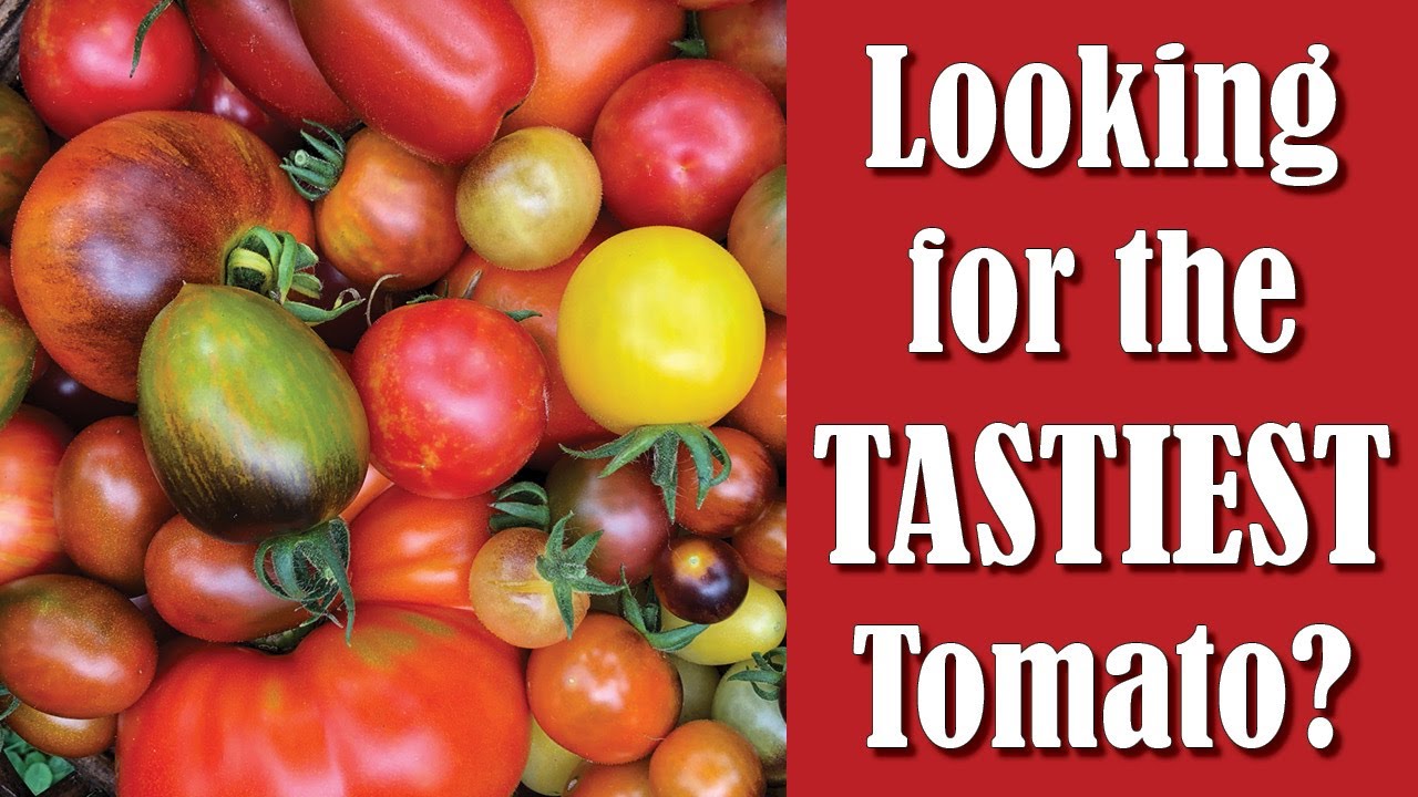 Let's Talk Tomatoes - 30+ Delicious Varieties!