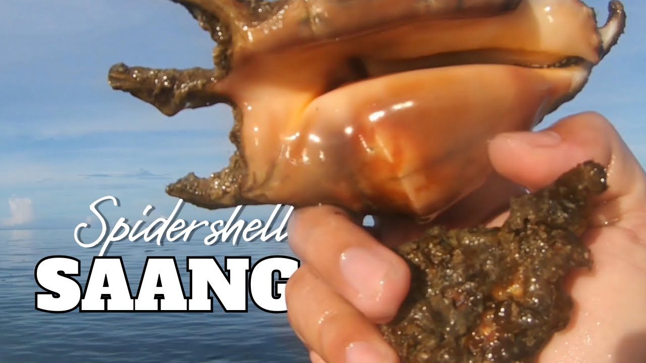 SAANG (Spider Shell) NASAD ANG ATONG BANAT RON MGA MASTER | Ep: 269 #fishing #spidershell