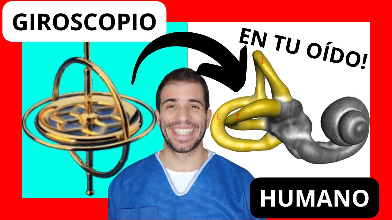 ✅Los CANALES SEMICIRCULARES del oído interno👂. La causa más frecuente de VÉRTIGO