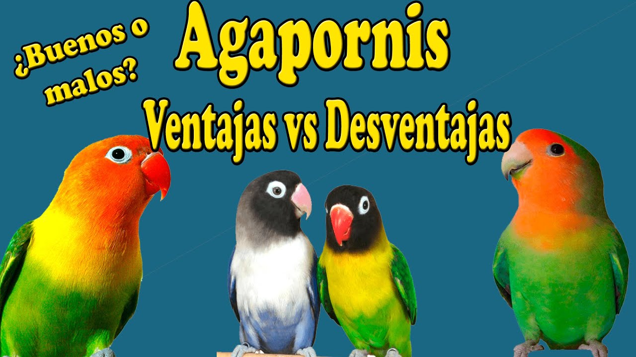 AGAPORNIS COMO MASCOTA  VENTAJAS Y DESVENTAJAS