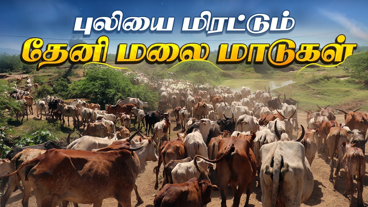 500 கிடை மாடுகளுடன் தேனி மலை மாடுகள்  | உண்மையான மாத வருமானம் என்ன ? | ஒரிஜினல் தேனி மலைமாடு