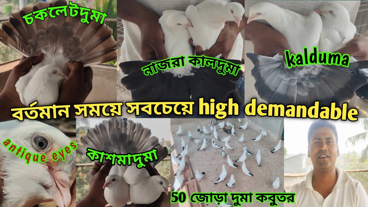 সম্রাট হালদার কবুতর লফ্ট সোনারপুর/Samrat Halder kabootar loft visit at Sonarpur #sale @The sky birds