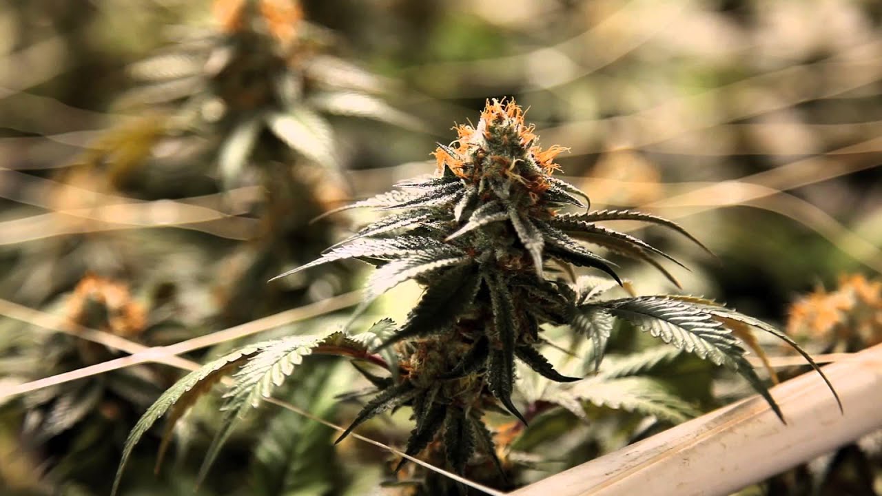 Bubba Kush