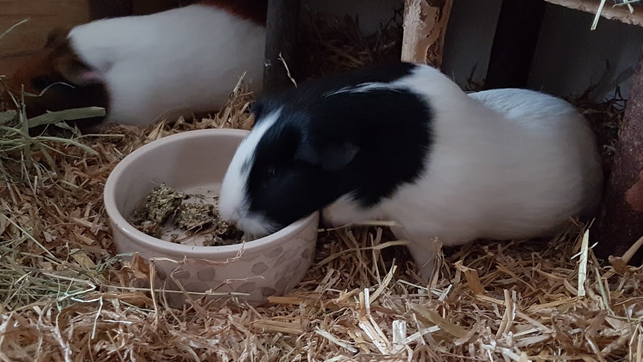 Baniko loves the beetroot nibbeling pieces  ASMR