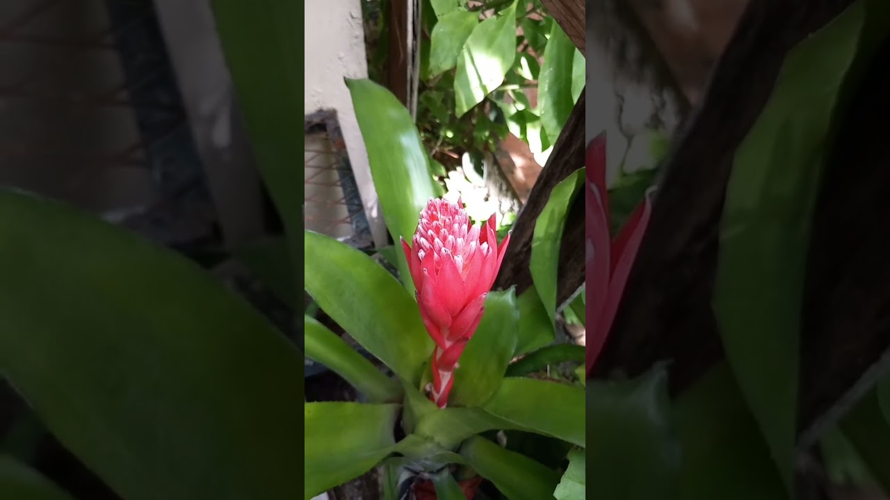 🌸 &iexcl;Descubre los Secretos de la Bromelia! 🌿 Gu&iacute;a Completa para Cuidarla y Hacerla Florecer