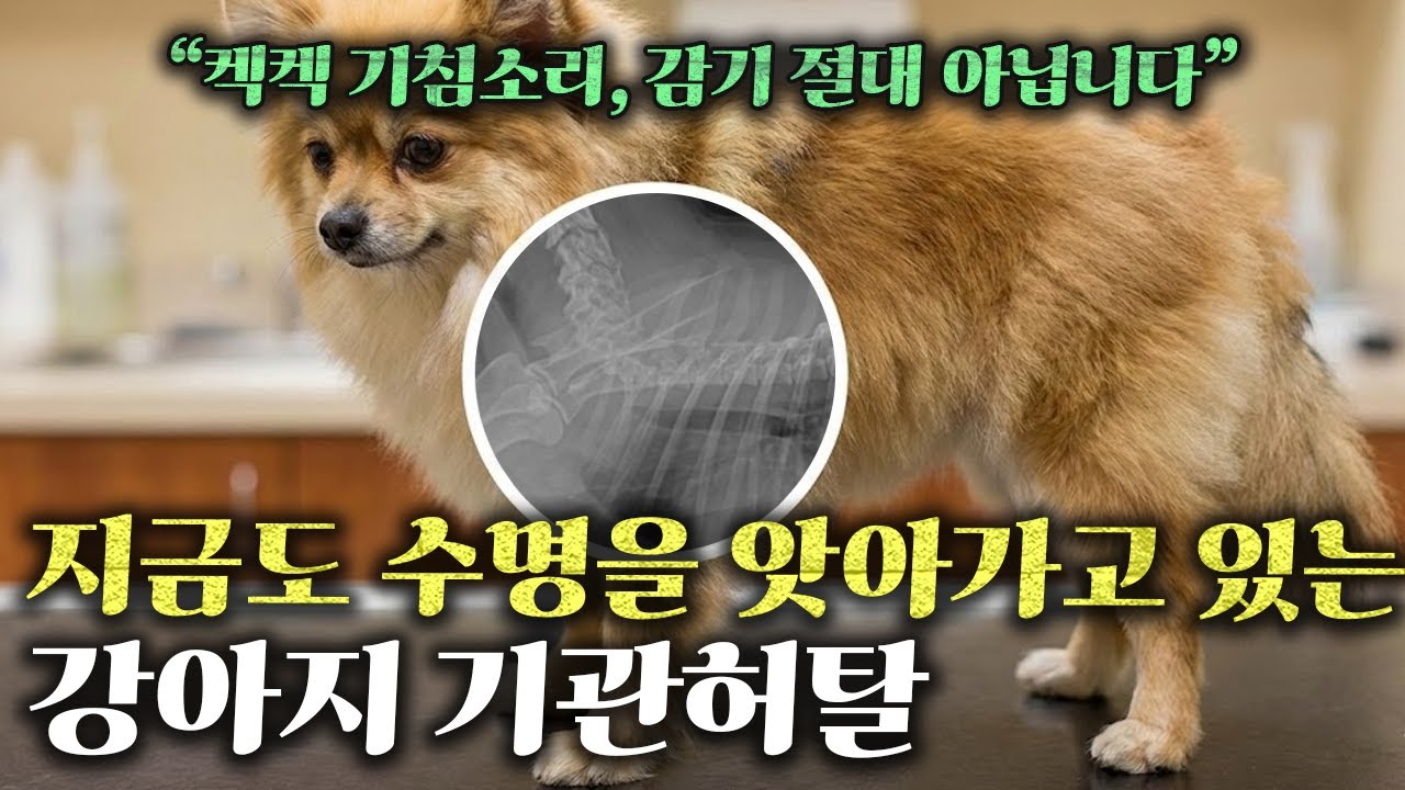 “감기가 아니라 살려달라는 비명소리입니다” l 거위 소리 내는 강아지, 기관지 협착 의심해보세요