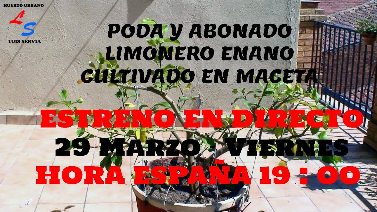 Poda de Formación y Abonado de Primavera del Limonero Enano Eureka Huerto - Urbano Luis Servia
