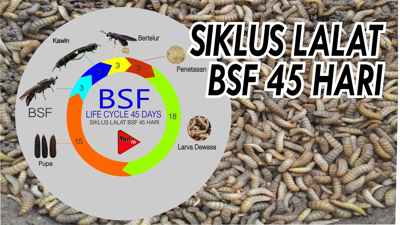 45F BSF Fly Cycle || Жизненный цикл BSF 45 дней