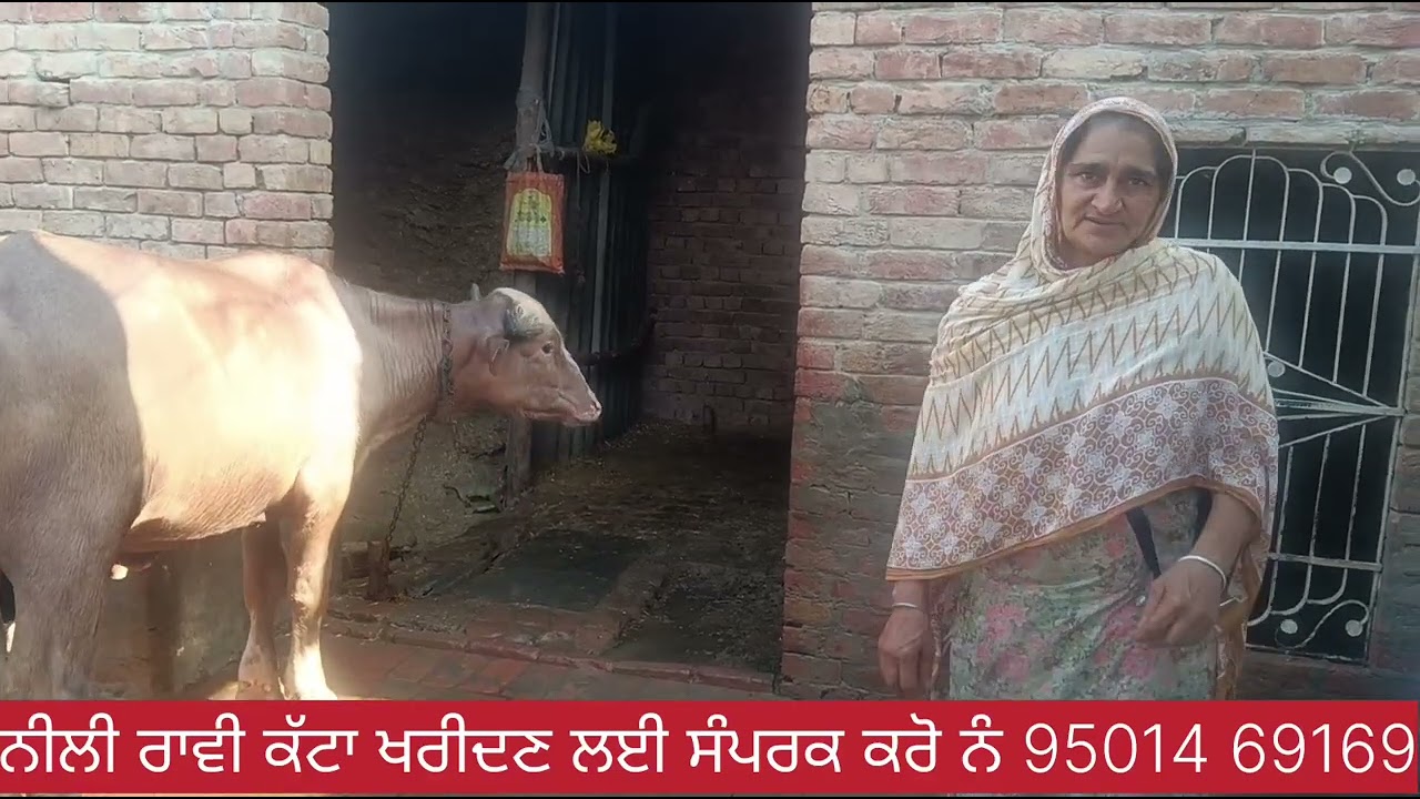 ਨੀਲੀ ਰਾਵੀ ਕੱਟਾ ਖਰੀਦਣ ਲਈ ਸੰਪਰਕ ਕਰੋ ਨੰ 95014 69169,#dev #hari #nau #farming 