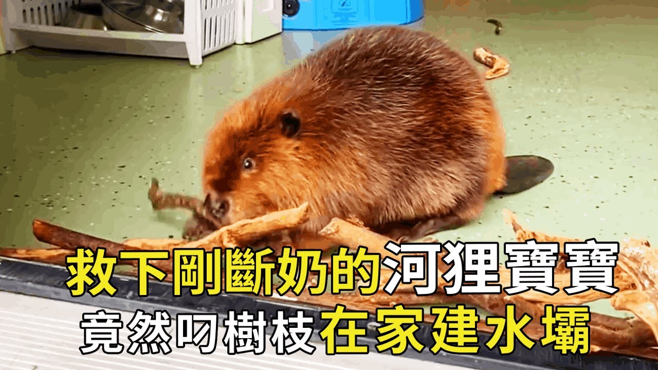 小姐姐好心救下沒斷奶的河狸寶寶，長大後竟然在家裡蓋了水壩，不愧是「建築大師」！ 【小奶狗觀影】