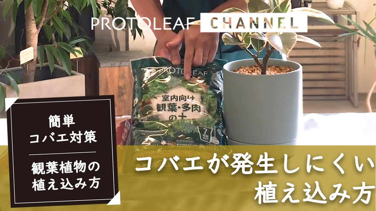【簡単コバエ対策】コバエが発生しにくい観葉植物の植え込み方