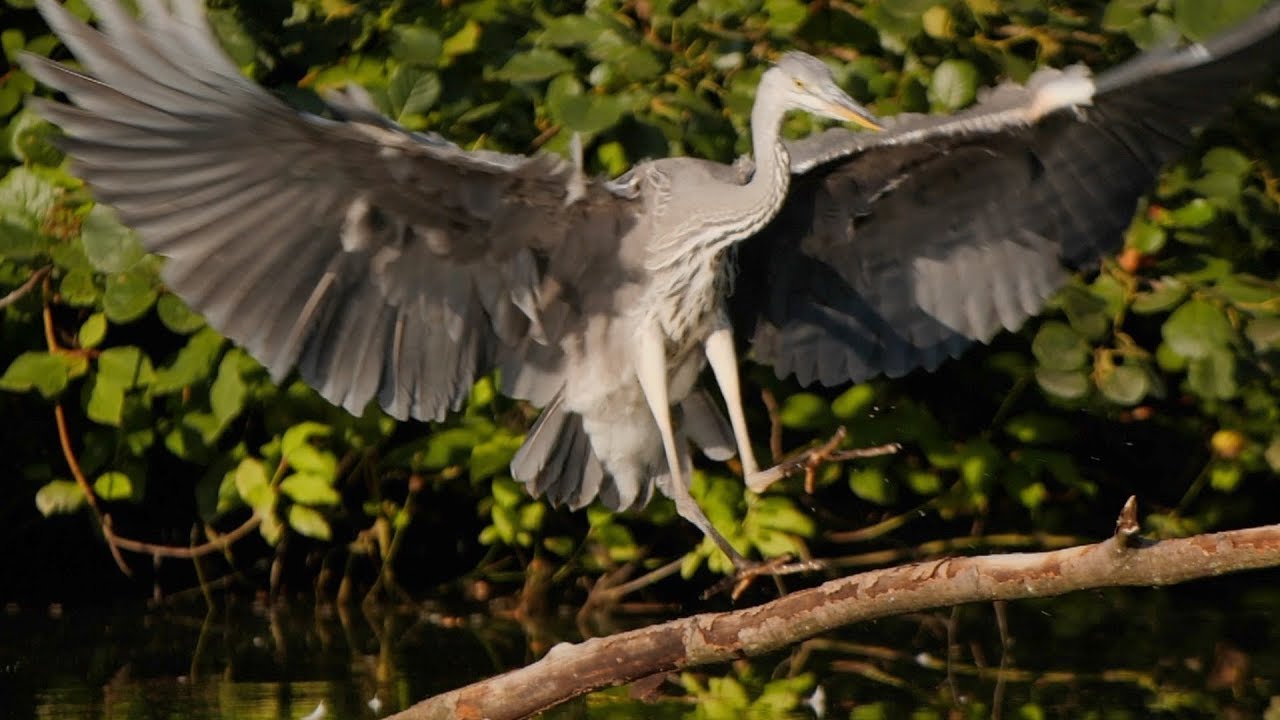 V&ouml;gel in Slow Motion (birds in slow motion) / Panasonic Lumix GH5S