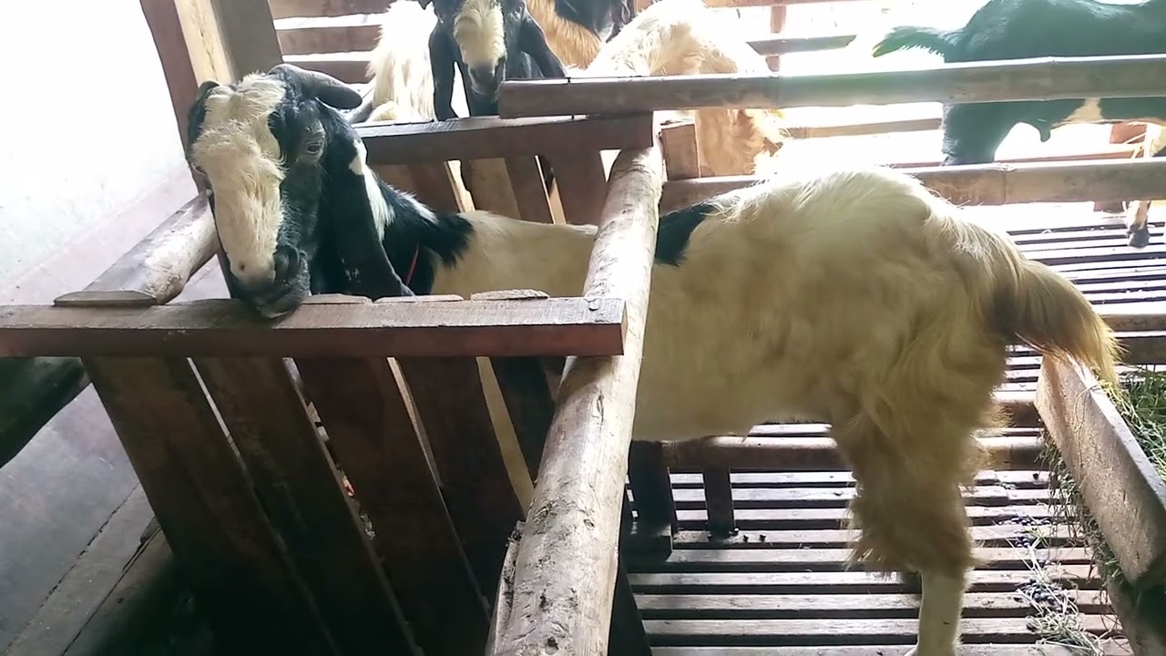Harga bibit kambing 2 juta rupiah 