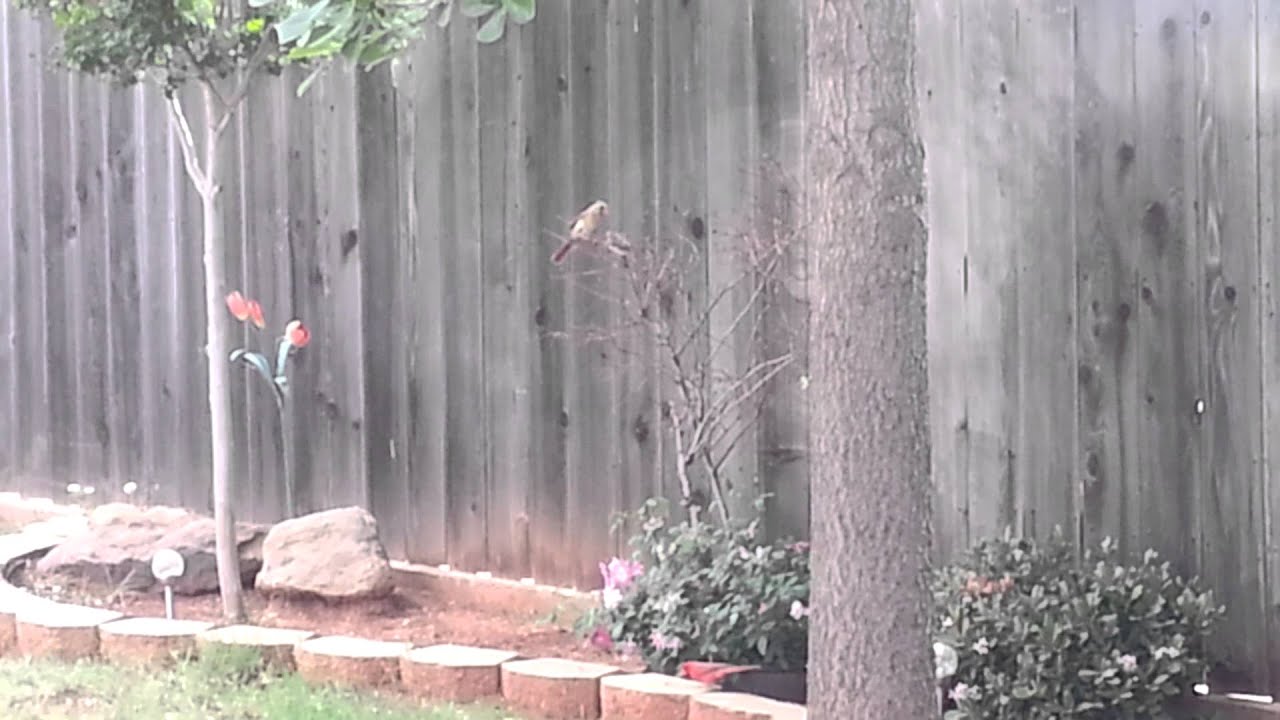Baby Cardinal being feed by Mom & Dad