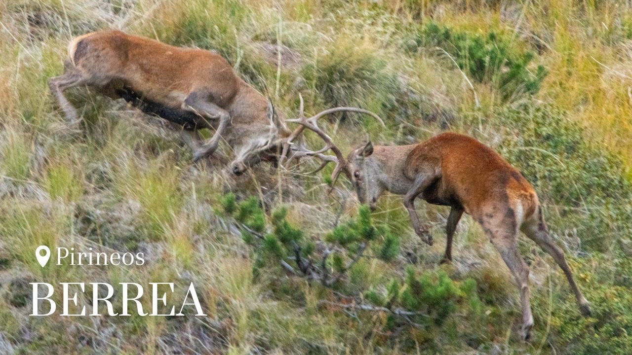 La berrea del ciervo en los Pirineos - Una aventura de fotografía y montaña