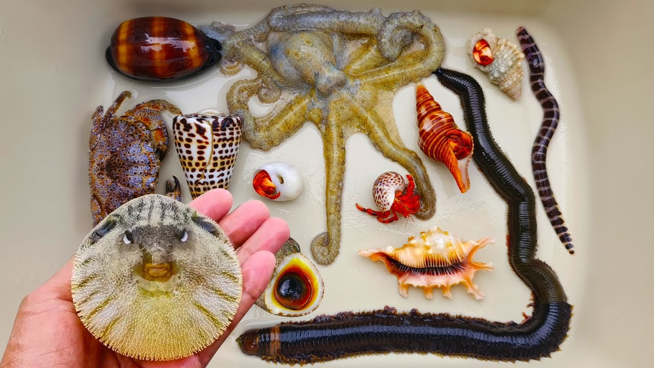 Tangkap ikan buntal dan kelomang, siput, keong, belut, kepiting, ikan laut, starfish, gurita, ikan