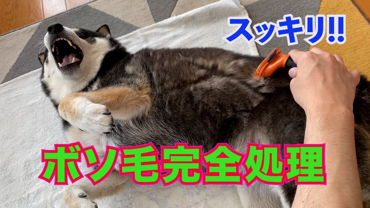 【黒柴ジョナス】ボソ毛完全処理　スッキリ！！