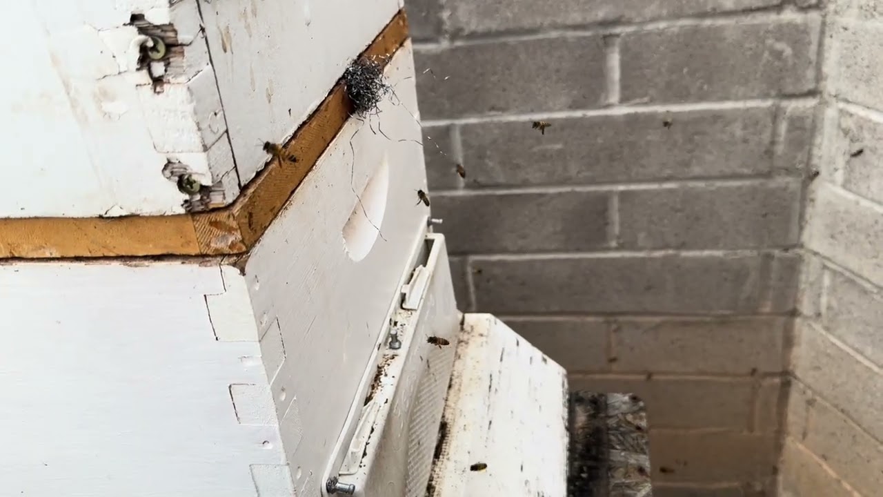 Honeybee pesticide poisoning, midtown Tucson, southern Arizona Beekeeping