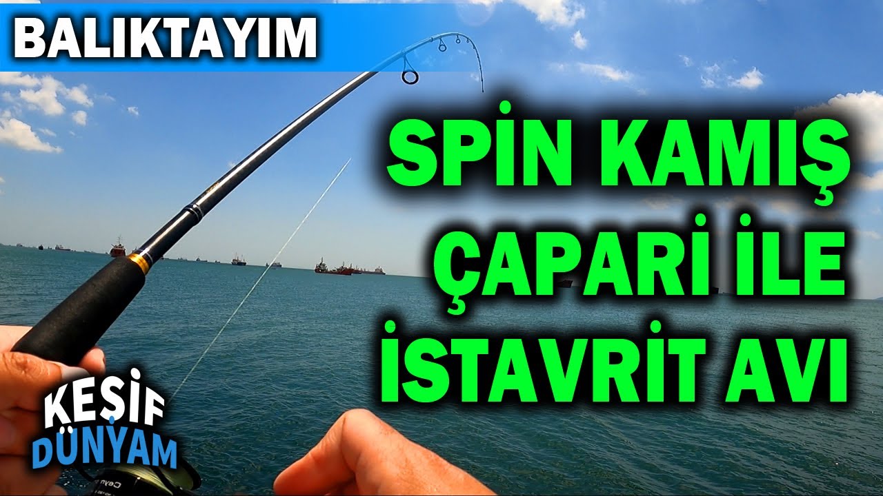 Çapari ile İstavrit Avı | Spin Avı İstanbul | Spin Olta ile İstavrit Avı | BALIKTAYIM