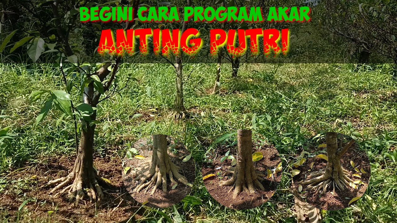 CARA PROGRAM AKAR ANTING PUTRI DARI BAHAN CANGKOK