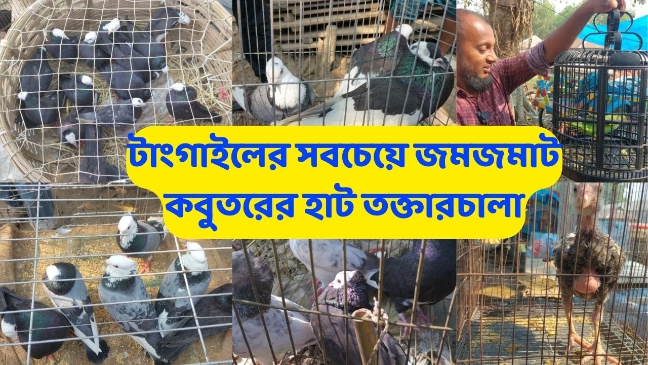 কমদামে কবুতর কিনুন,টাংগাইলের সবচেয়ে জমজমাট কবুতরের হাট তক্তারচালা