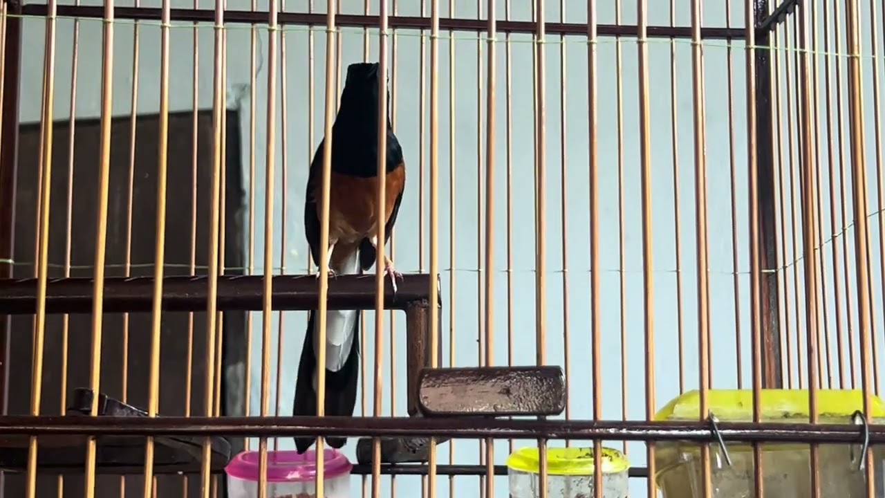 นกสายธารโต #shamabirdsinging #shamabird #นกกางเขนดง #บินหลาดง 