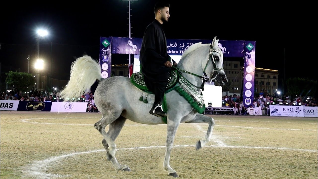 مفيش زيها مركز اول خيول مسجلة و ابراهيم غزال مهرجان الشرقية لأدب الخيول العربية 2025