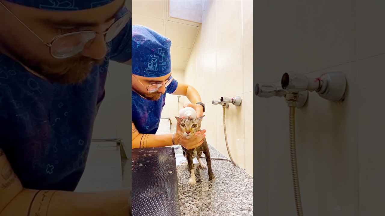 Cute cat vs bath time 😹🛁 Watch the chaos! #shorts #cats #cute