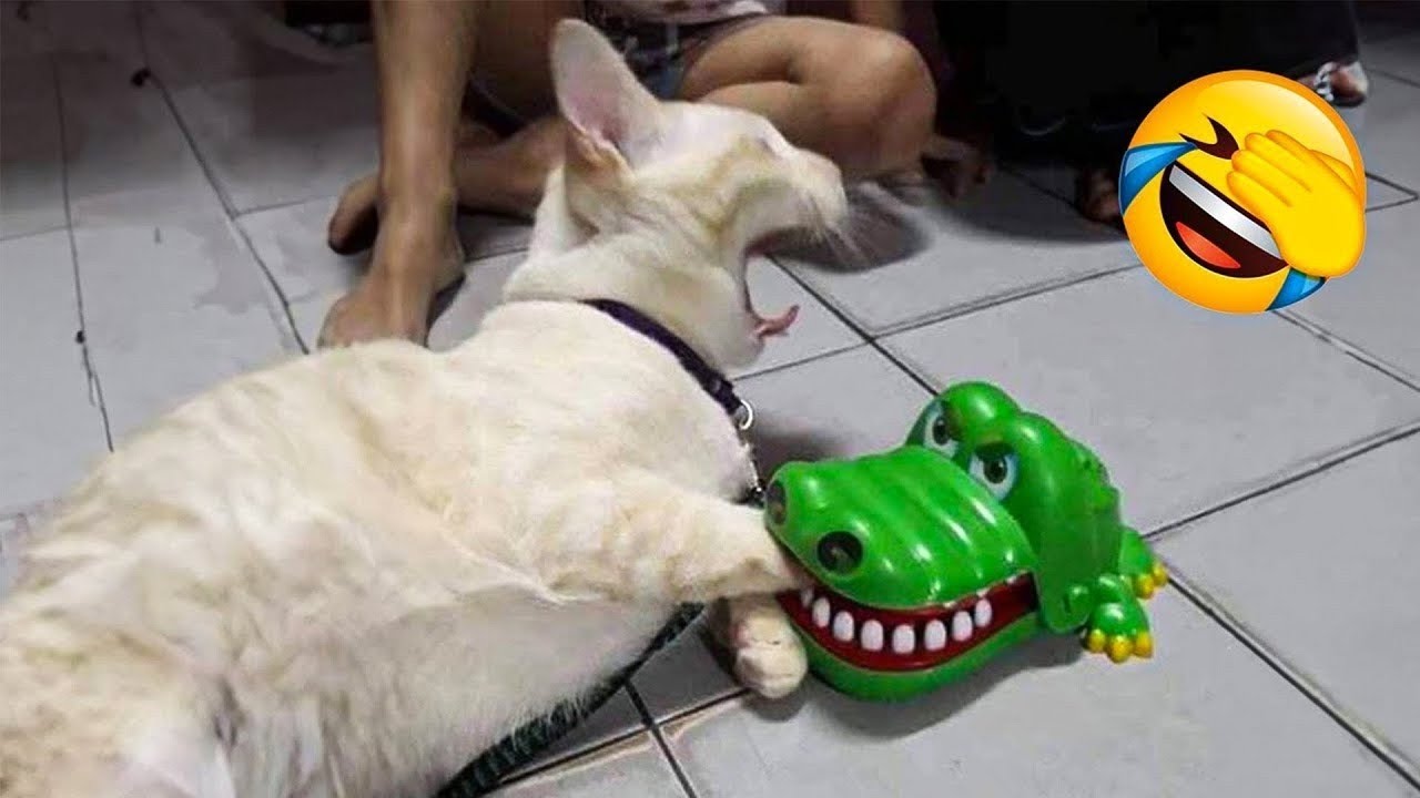 This Cat Picked the Wrong Toy… And Instantly Regretted It! 😹🐊🔥
