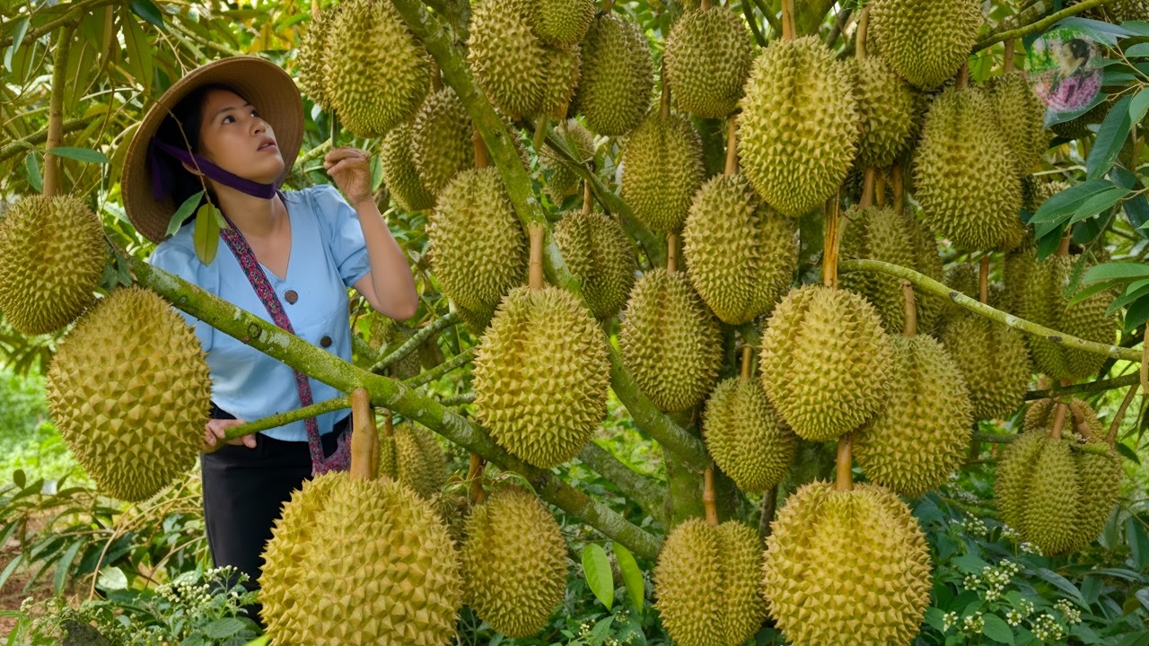 Harvesting durian to make durian dessert to sell at the market - Making pastries with my husband