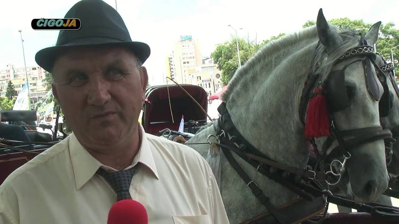 KONJI MIHADA IRISKICA RANC ZELENA DOLINA FIJAKERIJADA BL 2016