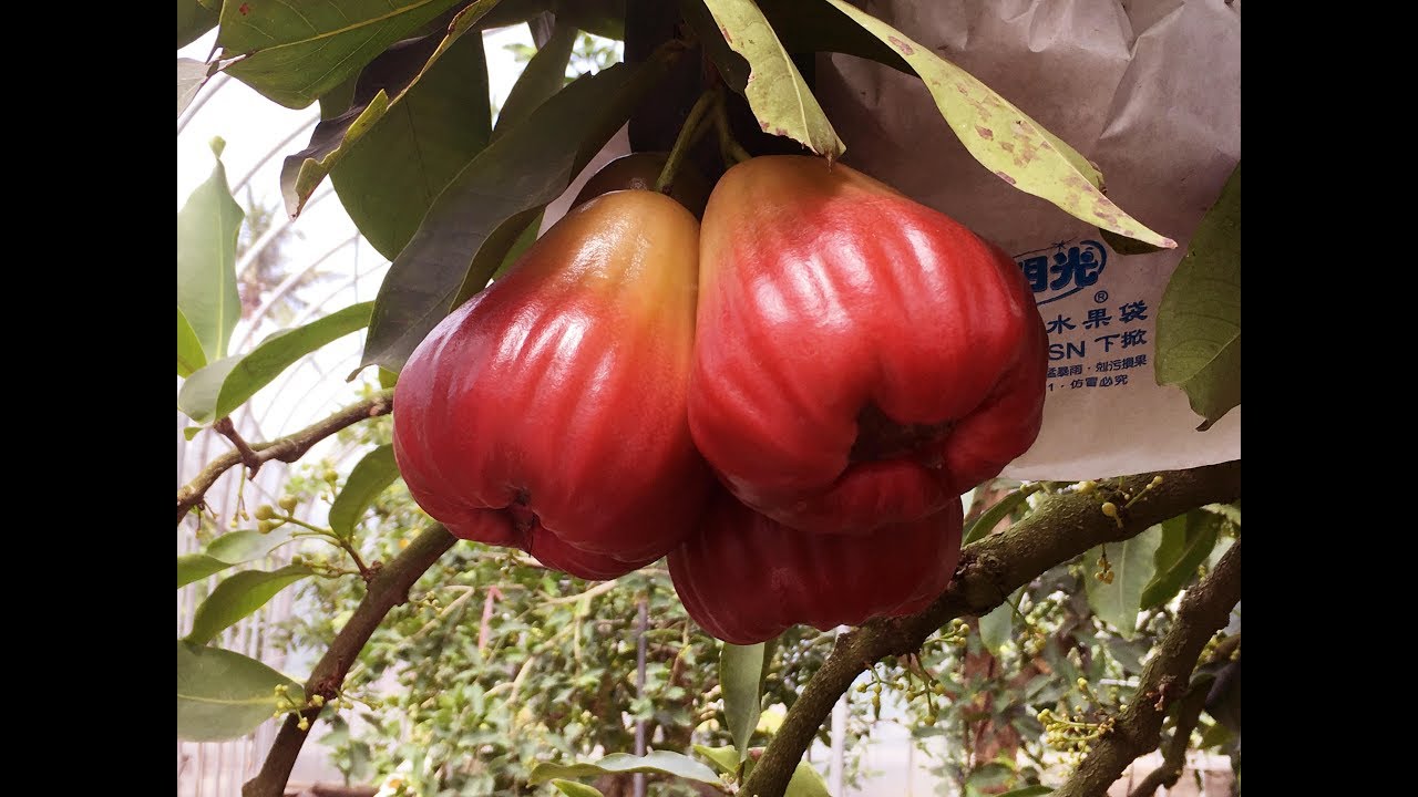 Wax Apple  Beyond Sweet  Taiwan Leisure Farms Development Association  Full HD 5 Minutes
