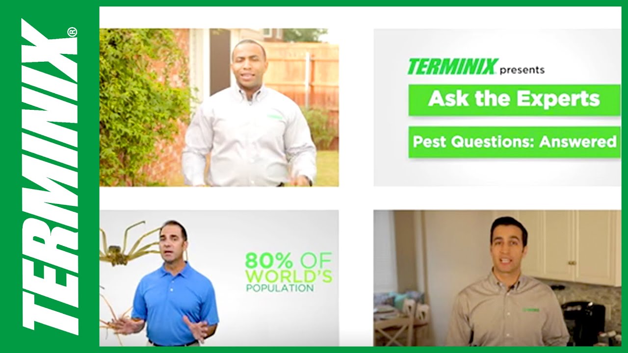 What is Terminix? The Pest Control Experts