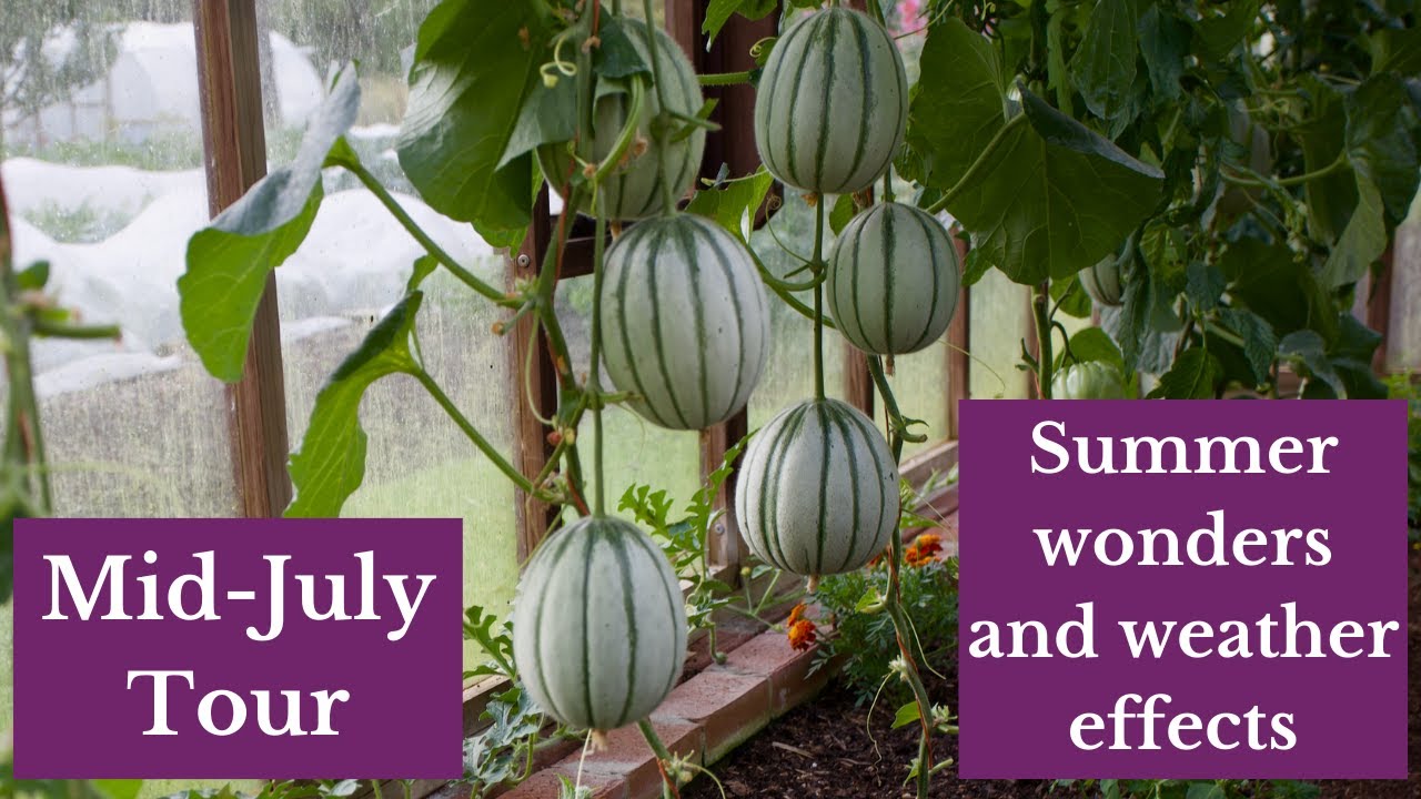 Summer surprises helped by no dig