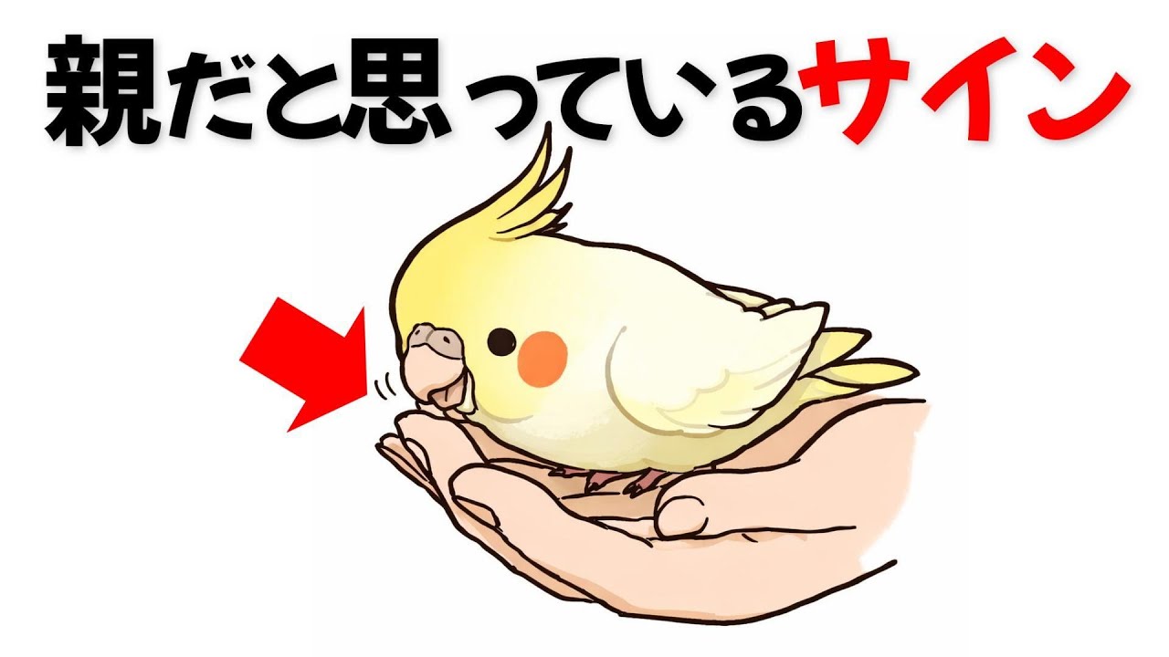 知らないと気づけない！オカメインコが飼い主を”親認定”した時に見せる行動8選